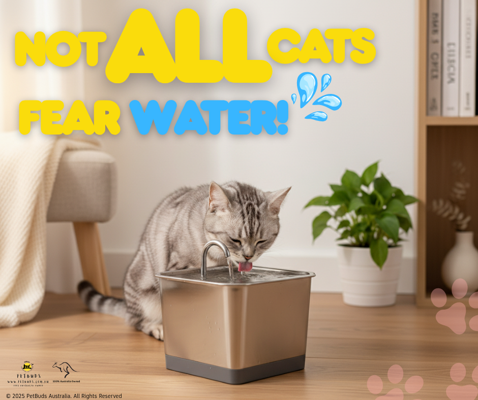 View of Not All Cats Fear Water! A 