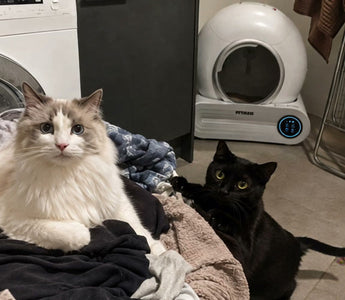 Litter Box in the Laundry: What Humidity Actually Does to Your Setup