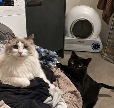 Litter Box in the Laundry: What Humidity Actually Does to Your Setup
