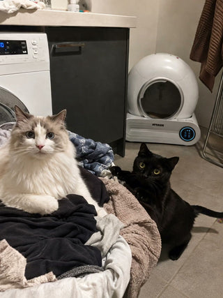 Litter Box in the Laundry: What Humidity Actually Does to Your Setup