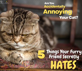 Are You Accidentally Annoying Your Cat?  --5 Things Your Furry Friend Secretly Hates