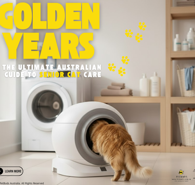 Golden Years, Golden Standards: The Ultimate Australian Guide to Senior Cat Care