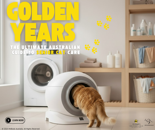 Golden Years, Golden Standards: The Ultimate Australian Guide to Senior Cat Care