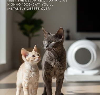 The Pixie in a Poodle Coat: Meet the Devon Rex, Australia’s High-IQ "Dog-Cat" You’ll Instantly Obsess Over