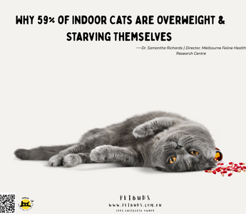 59% of Indoor Cats Are Overweight & Starving Themselves