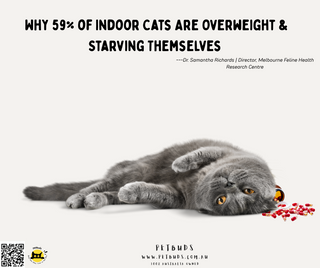 59% of Indoor Cats Are Overweight & Starving Themselves