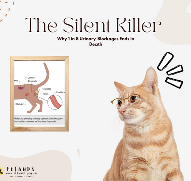 The Silent Killer in Your Litter Box Why Ignoring Cat Urinary Blockages Is Deadly Neglect