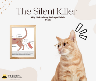 The Silent Killer in Your Litter Box Why Ignoring Cat Urinary Blockages Is Deadly Neglect