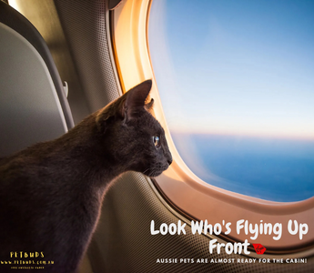 Look Who's Flying Up Front Aussie Pets Are Almost Ready for the Cabin!