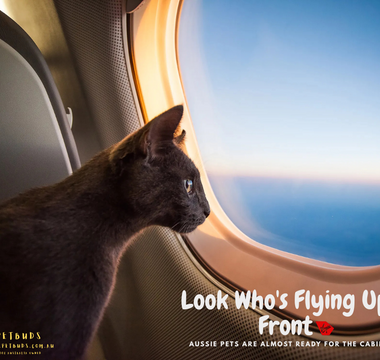 Look Who's Flying Up Front Aussie Pets Are Almost Ready for the Cabin!