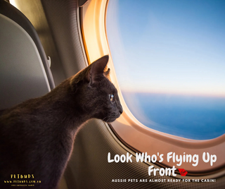 Look Who's Flying Up Front Aussie Pets Are Almost Ready for the Cabin!