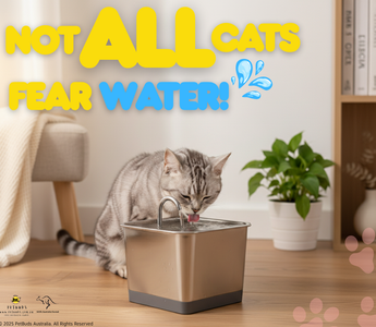 Not All Cats Fear Water! A "Heat Survival Guide" for Your Cat Ahead of the Australian Summer