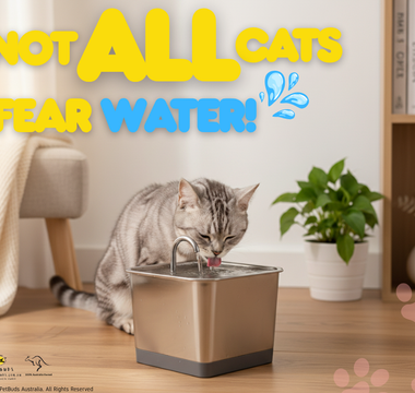 Not All Cats Fear Water! A "Heat Survival Guide" for Your Cat Ahead of the Australian Summer
