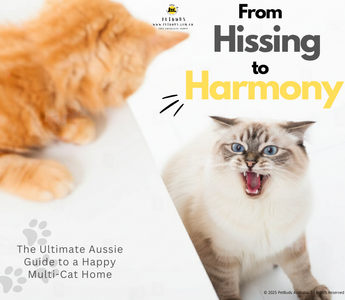 From Hissing to Harmony The Ultimate Aussie Guide to a Happy Multi-Cat Home