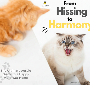 From Hissing to Harmony The Ultimate Aussie Guide to a Happy Multi-Cat Home