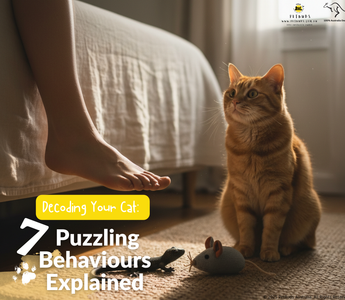 Decoding Your Cat 7 Puzzling Behaviours Explained