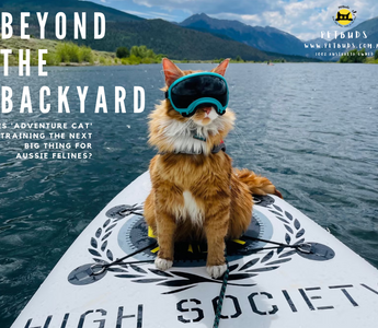 Beyond the Backyard Is 'Adventure Cat' Training the Next Big Thing for Aussie Felines
