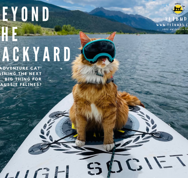 Beyond the Backyard Is 'Adventure Cat' Training the Next Big Thing for Aussie Felines