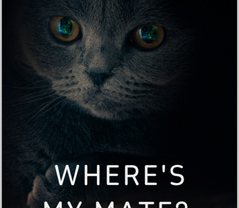 Where's My Mate The Heartbreak Behind Australia's Lost Pet Crisis