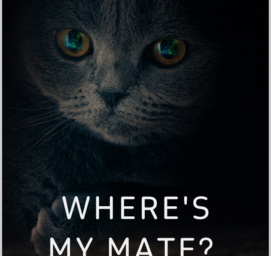 Where's My Mate The Heartbreak Behind Australia's Lost Pet Crisis