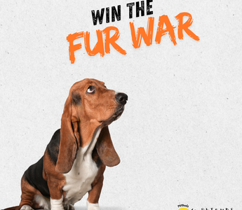 The Great Aussie 'Fur War' Why Your Home is Losing the Battle (And How to Win it Back)