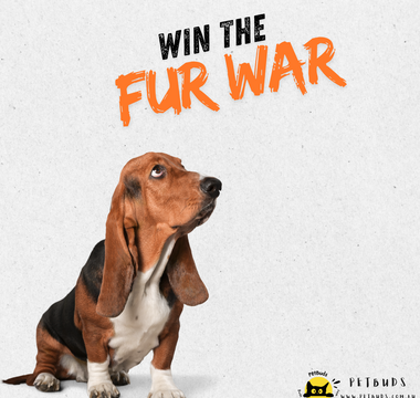 The Great Aussie 'Fur War' Why Your Home is Losing the Battle (And How to Win it Back)