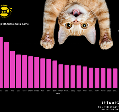 What's in a Name The Official Top Australian Pet Names for 2024