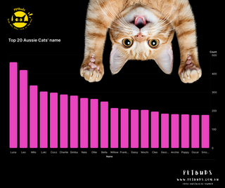 What's in a Name The Official Top Australian Pet Names for 2024