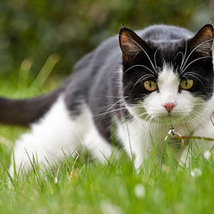 Collection image for: Cat