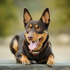 Collection image for: Dog